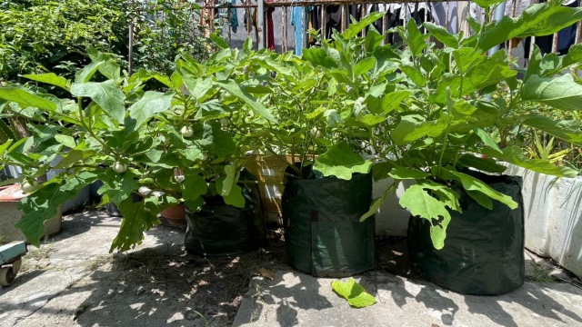 Men vi sinh bản địa – lời giải bền vững cho bài toán rác hữu cơ